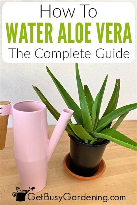 how to water aloe vera